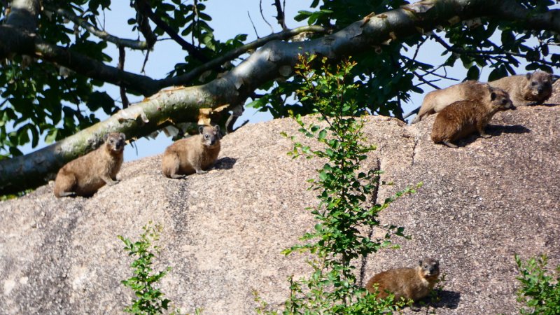 Klippschliefer Matobo.jpg